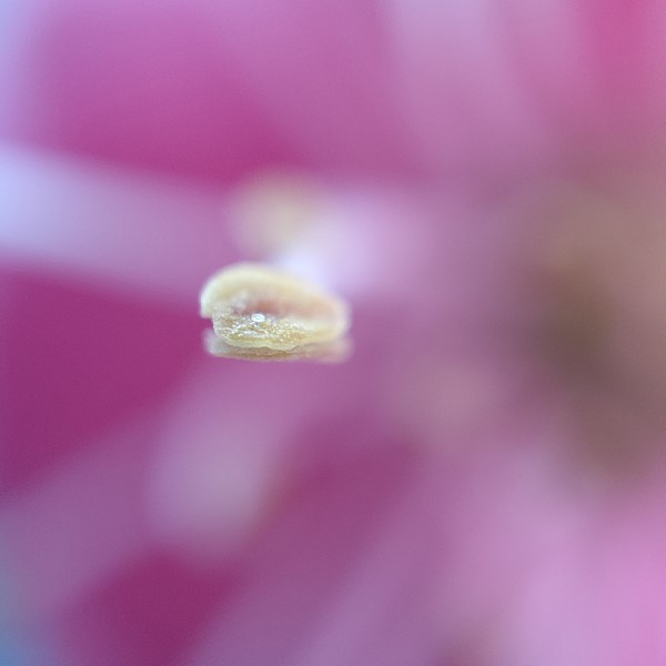 foto microscopio oppo find x3 pro